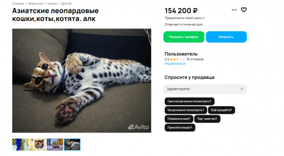 Миниатюрный леопардовый хищник в Сургуте: экзотическая кошка за 154 тысячи рублей ищет хозяина
