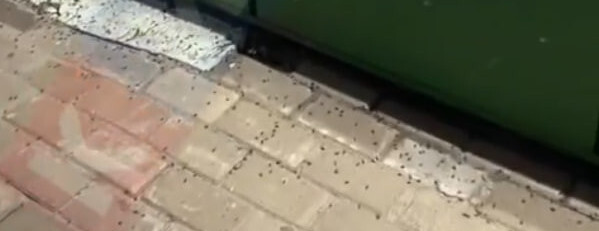 Стаи водяных клопов в Сургуте откуда они взялись и стоит ли волноваться